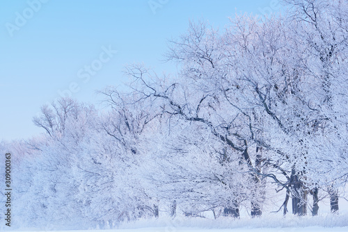 Hoarfrost encases a forest of bare trees on a frigid winter morning, Michigan, USA