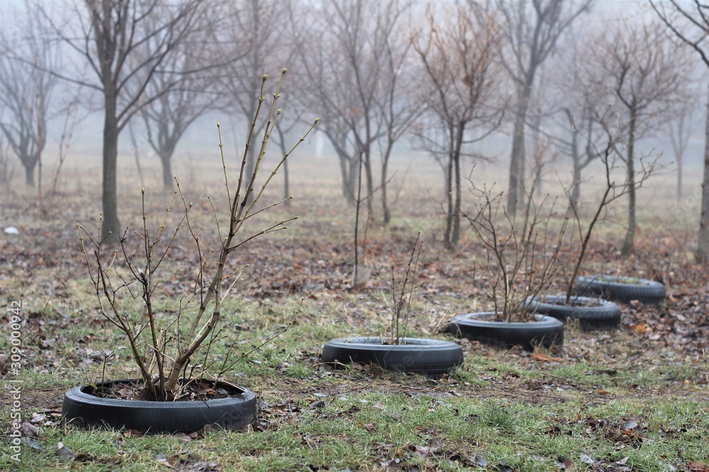 small trees on a foggy morning in tires small trees on a foggy morning in tires