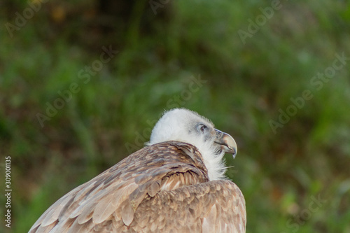 Vulture in its territory  in Cantabria  Spain