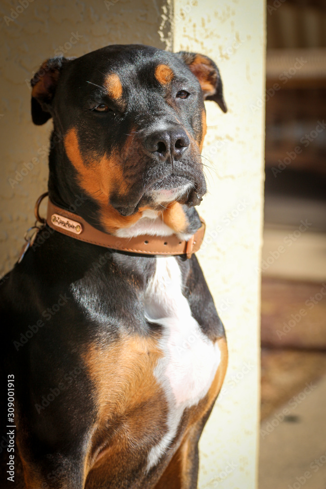 Pitweiler / Rottweiler Pitbull mix Stock Photo | Adobe Stock