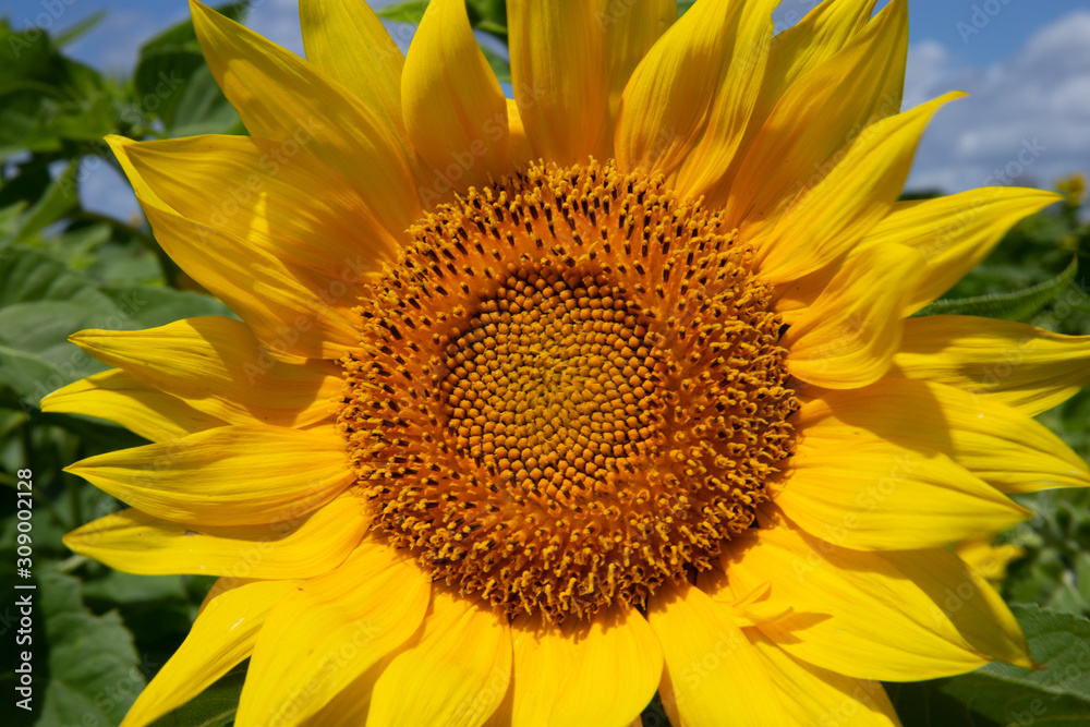 Naklejka premium Sunflower