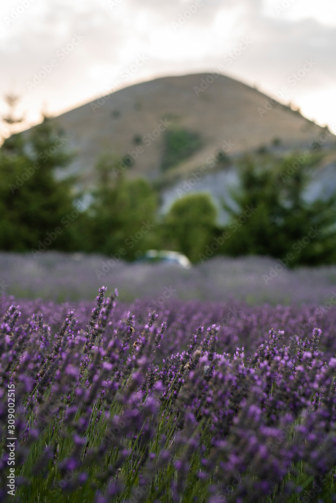 Campo di lavanda Campo di lavanda