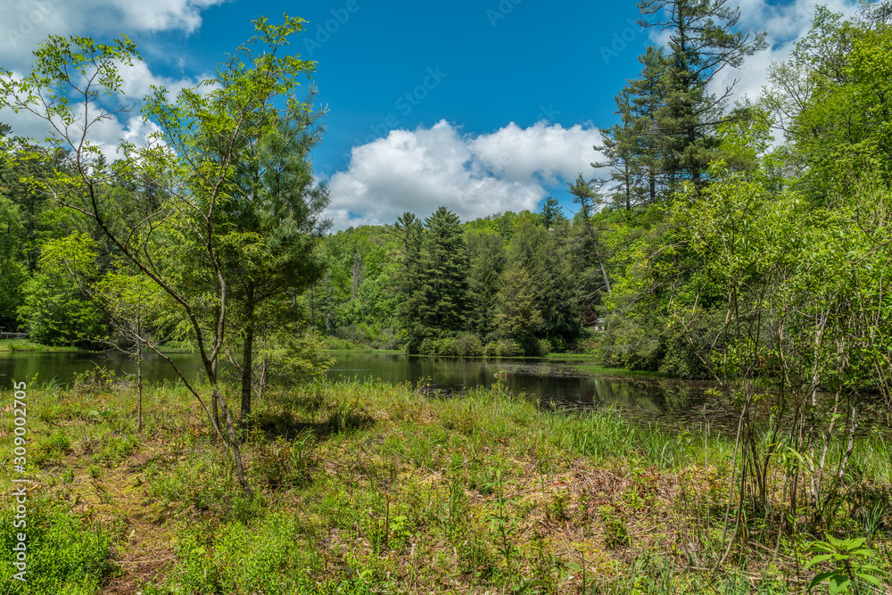 Calm lake in the forest