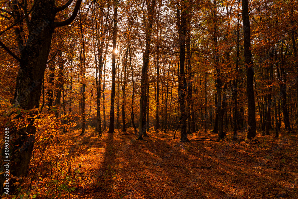 Fototapeta premium Magical autumn forest