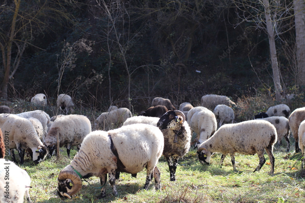 Obraz premium MIRADAS