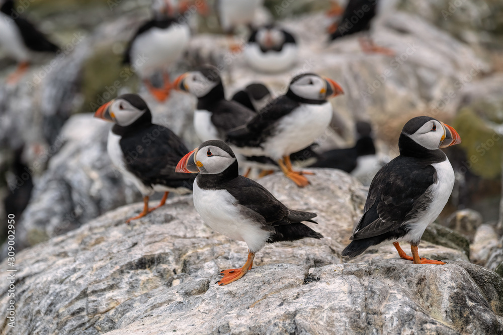 Fototapeta premium A breeding colony of puffins stand on the rocks on Staple Island, part of the Farne Island in the United Kingdom.