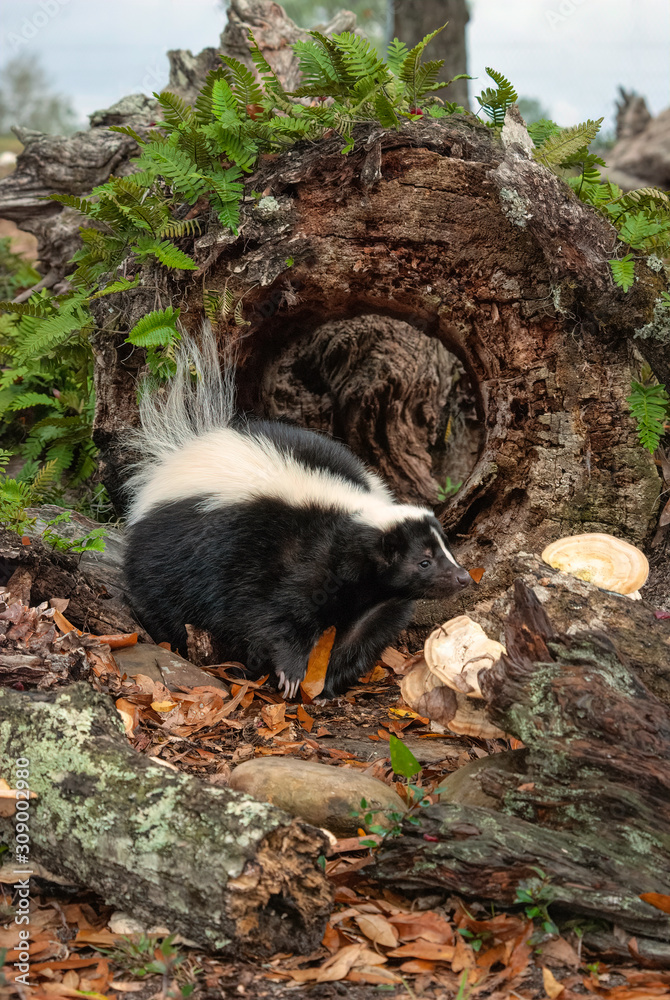 A skunk stands in front of a hollow log while foraging for food surrounded by ferns and mushrooms. A skunk stands in front of a hollow log while foraging for food surrounded by ferns and mushrooms.