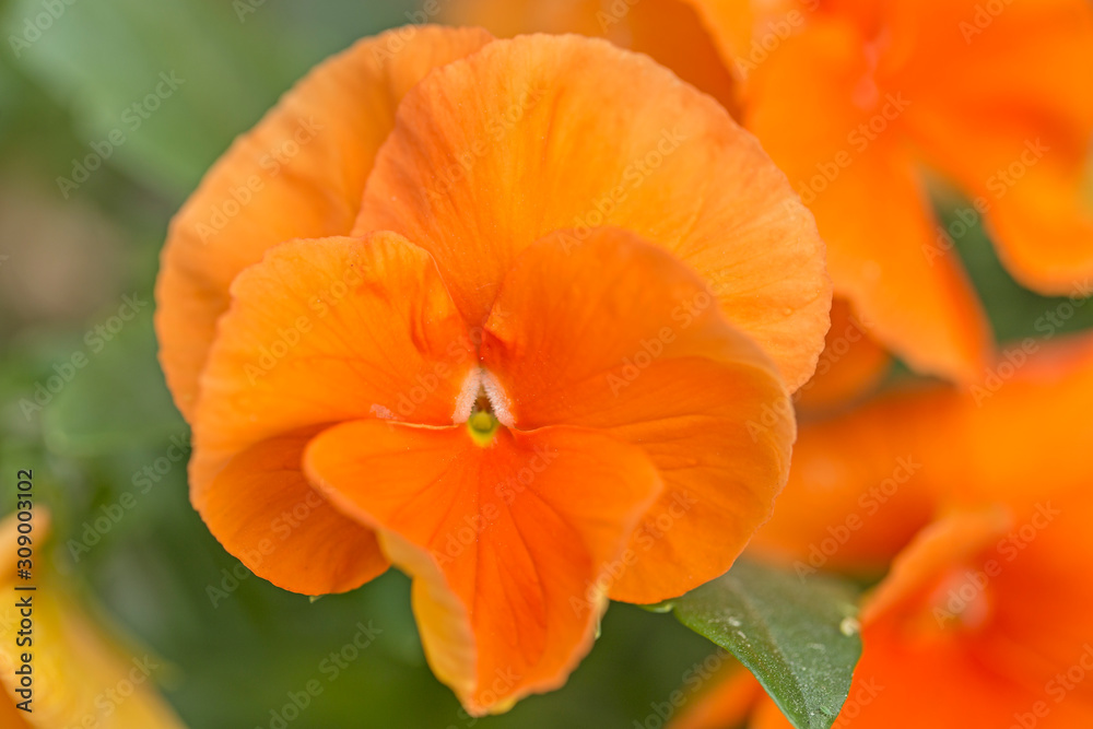 Red Pansies flower in garden closeup. Closeup of colorful pansy flower, The garden pansy is a type of large-flowered hybrid plant cultivated as a garden flower. Red Pansies flower in garden closeup. Closeup of colorful pansy flower, The garden pansy is a type of large-flowered hybrid plant cultivated as a garden flower.