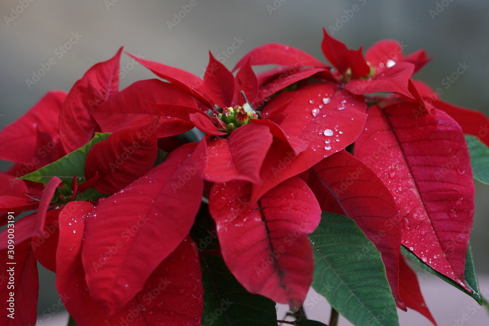 Red Poinsettia flowers with water drops on petals close up Red Poinsettia flowers with water drops on petals close up