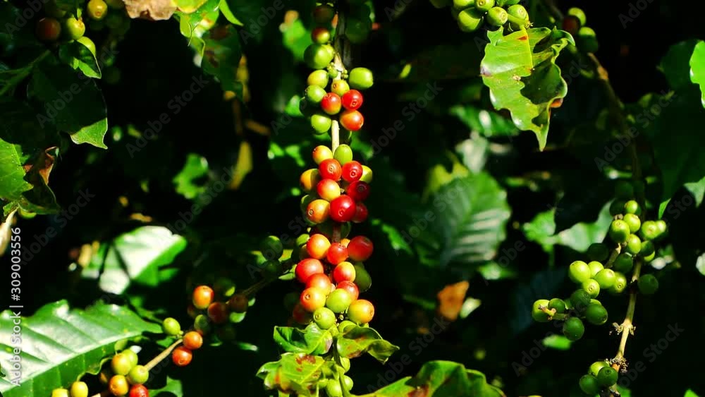 100% Organic Arabica Coffee Beans On Tree In CHIANG RAI, North of Thailand. 