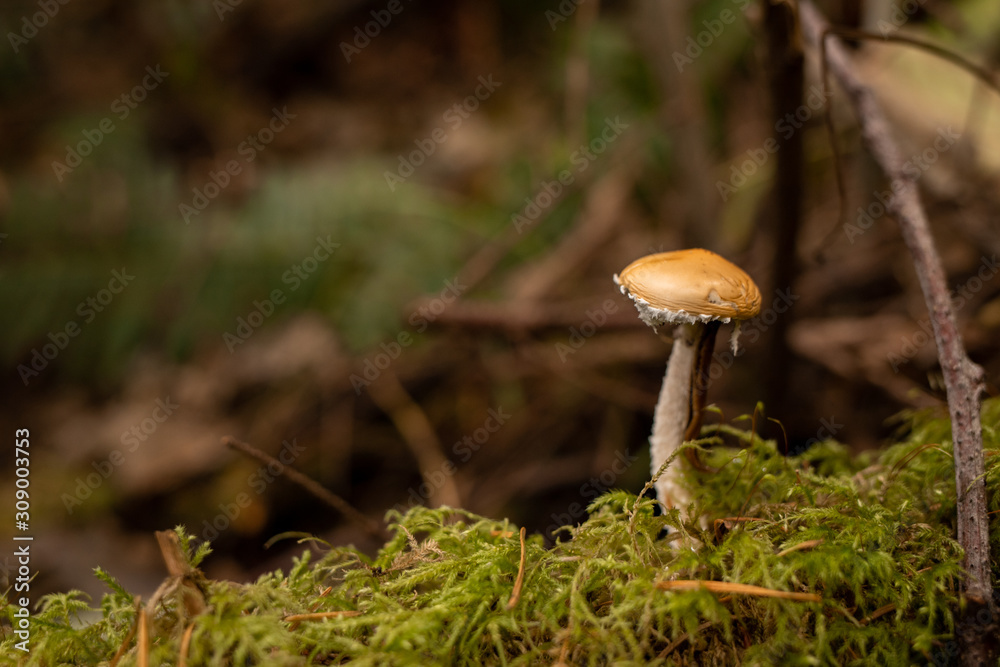 mushroom in the forest mushroom in the forest