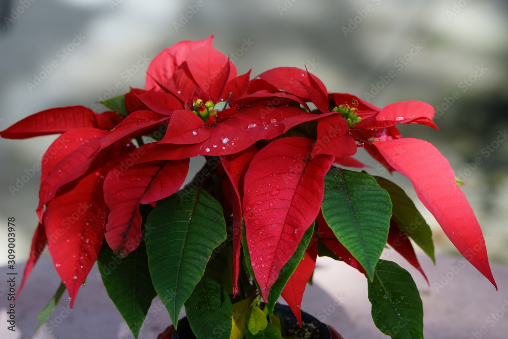 Red Poinsettia flowers with water drops on petals close up Red Poinsettia flowers with water drops on petals close up