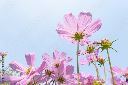 Margaret flowers in pink color