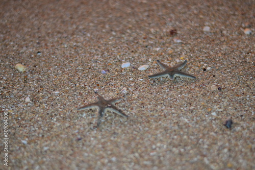 starfish on the sand