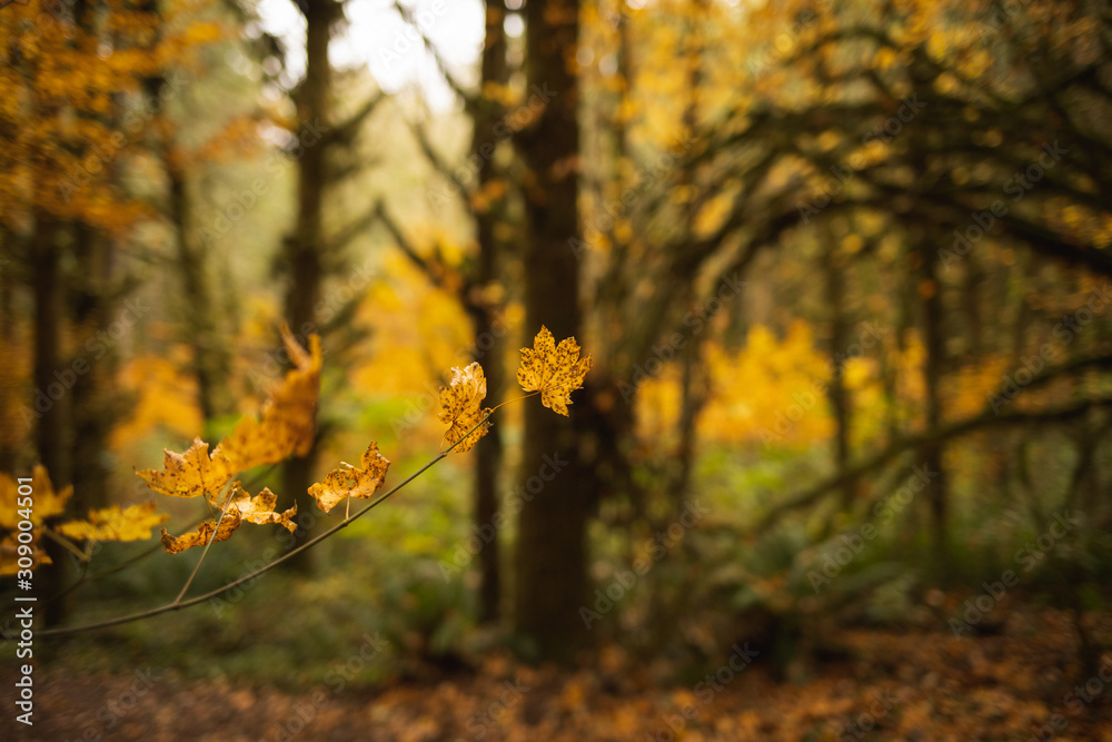 last of autumn in the woods last of autumn in the woods