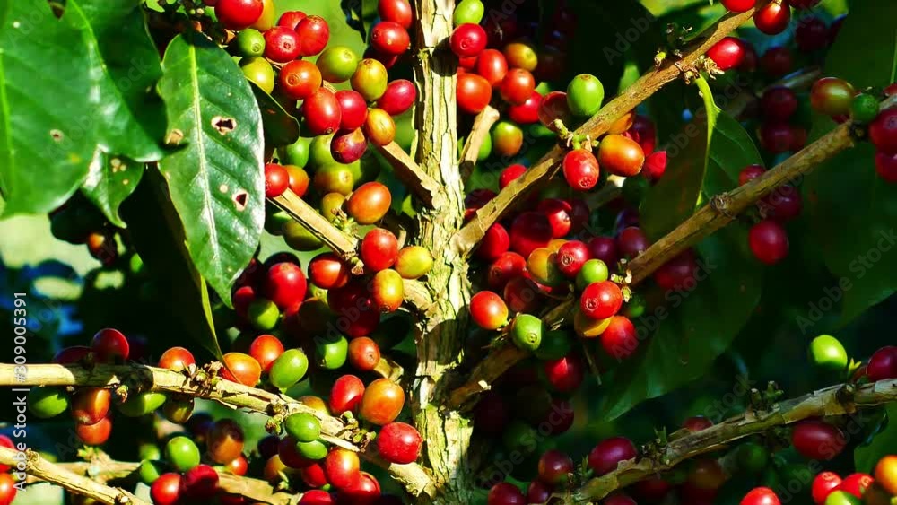 100% Organic Arabica Coffee Beans On Tree In CHIANG RAI, North of Thailand. 100% Organic Arabica Coffee Beans On Tree In CHIANG RAI, North of Thailand.