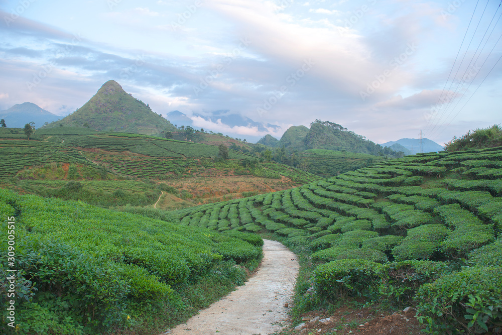Fototapeta premium Green tea terrace fields in Moc Chau, Northwest of Vietnam