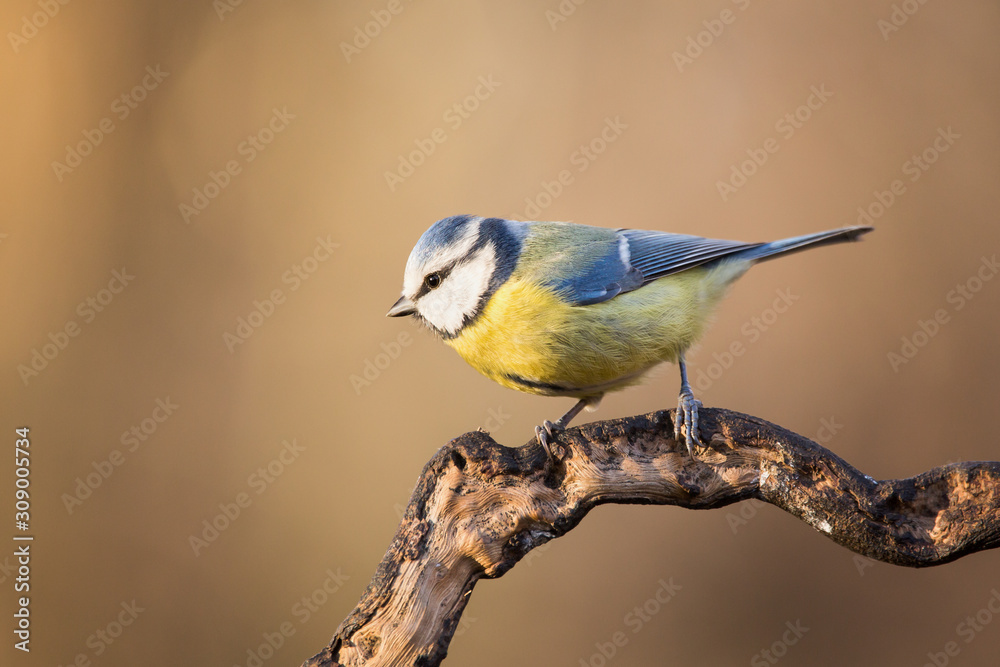 Parus major, Blue tit sitting on the branch . Wildlife