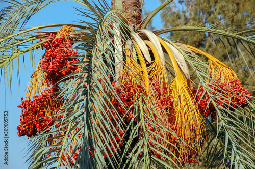  Dates on a palm tree