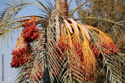 Branches of dates on a palm tree