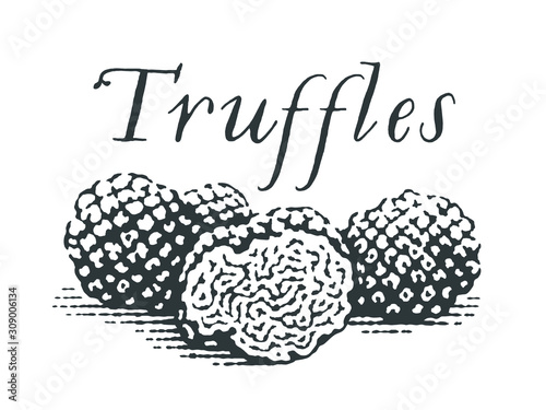 Truffles. Hand drawn engraving style illustrations.