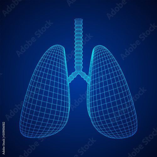 Lungs with trachea bronchi internal organ human. Pulmonology medicine science technology concept. Wireframe low poly mesh vector illustration