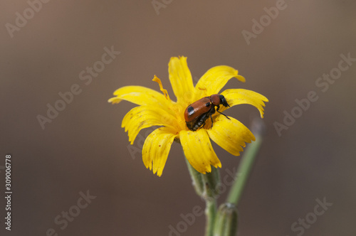 Chondrilla juncea rush skeletonweed gum succory devils grass and nakedweed with a brown beetle feeding on pollen photo