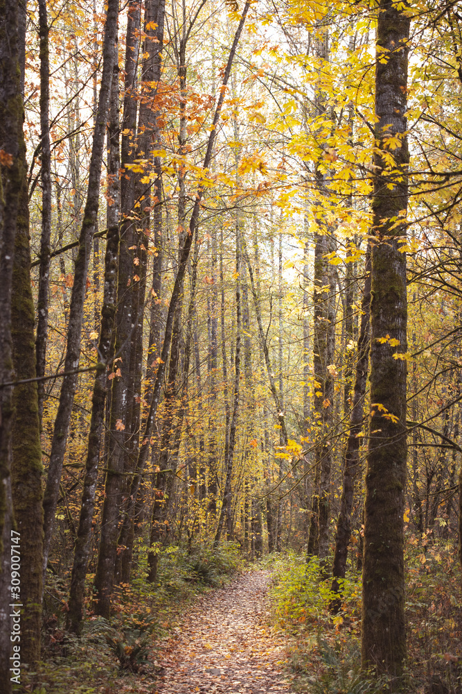 Obraz premium autumn path through the forest