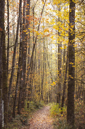 autumn path through the forest 
