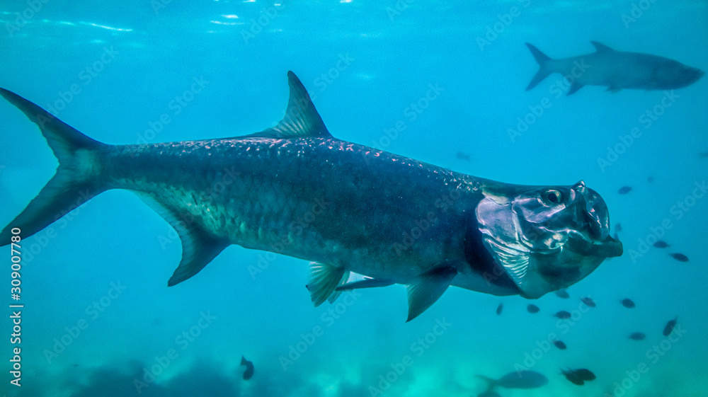 Naklejka premium United States Virgin Islands