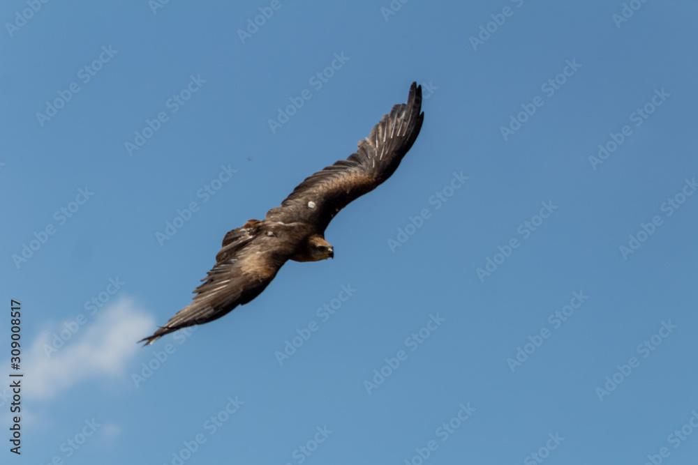 royal kite in its territory, in Cantabria, Spain
