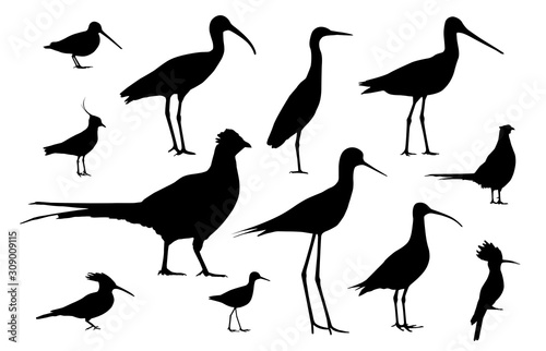 Shorebirds and birds of fields. Silhouettes vector set photo