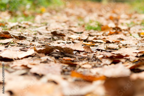 Path on autumn leaves on the ground close up. Selective focus