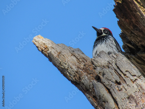 Carpintero Bellotero Melanerpes formicivorus photo