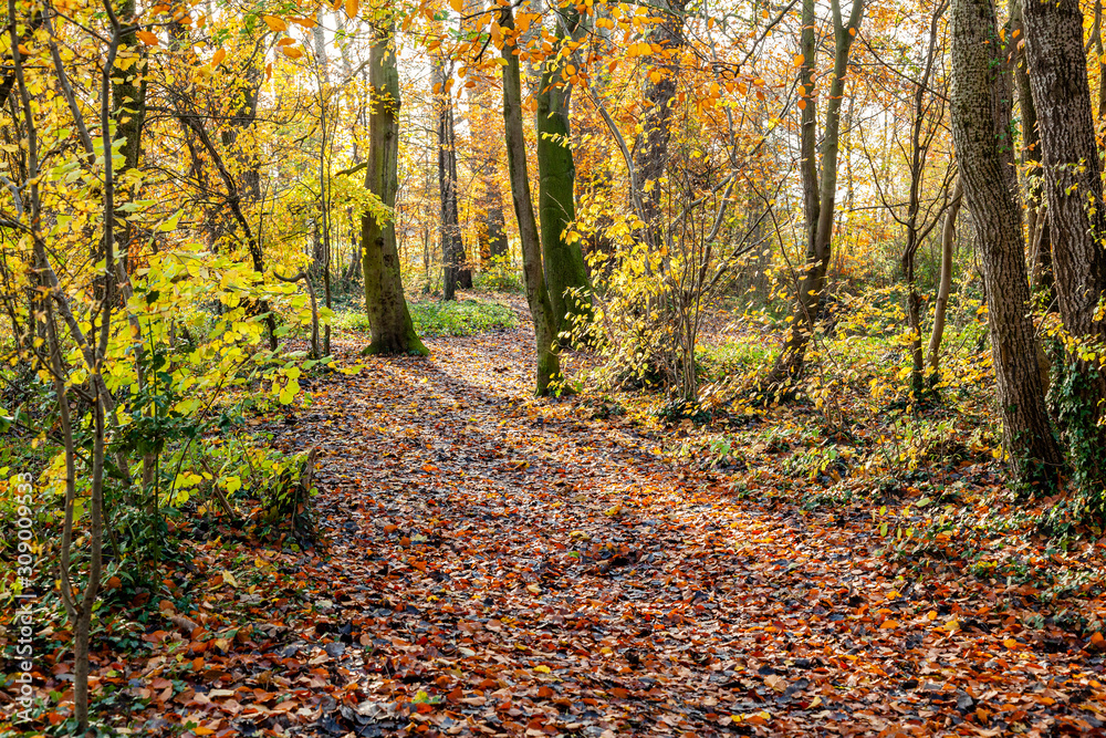 Walk in the woods on a autumn day. Walk in the woods on a autumn day.