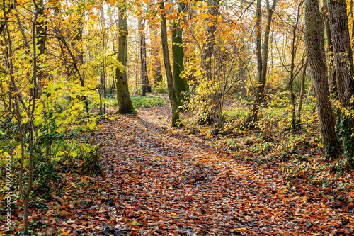 Walk in the woods on a autumn day.