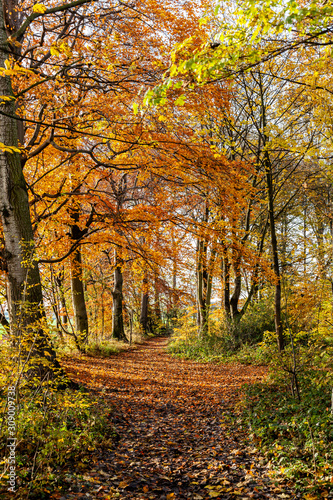 Walk in the woods on a autumn day. © Dave