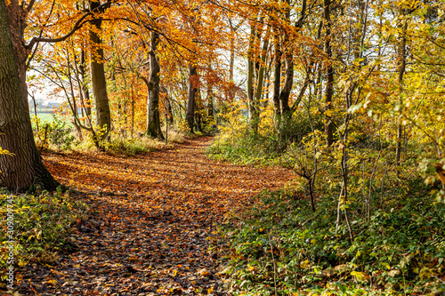 Walk in the woods on a autumn day.