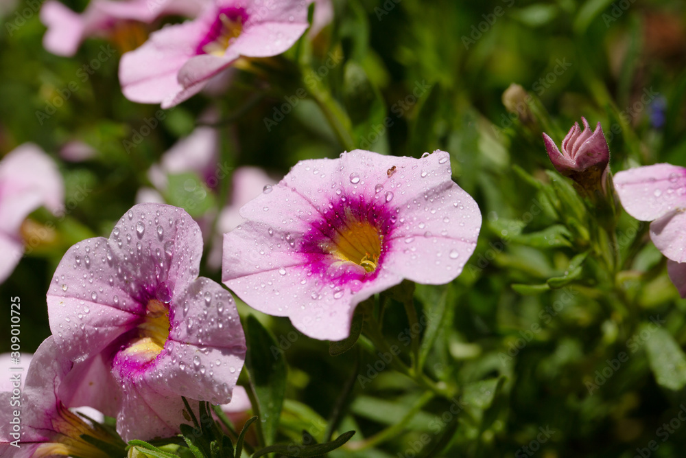 Fototapeta premium Trumpet