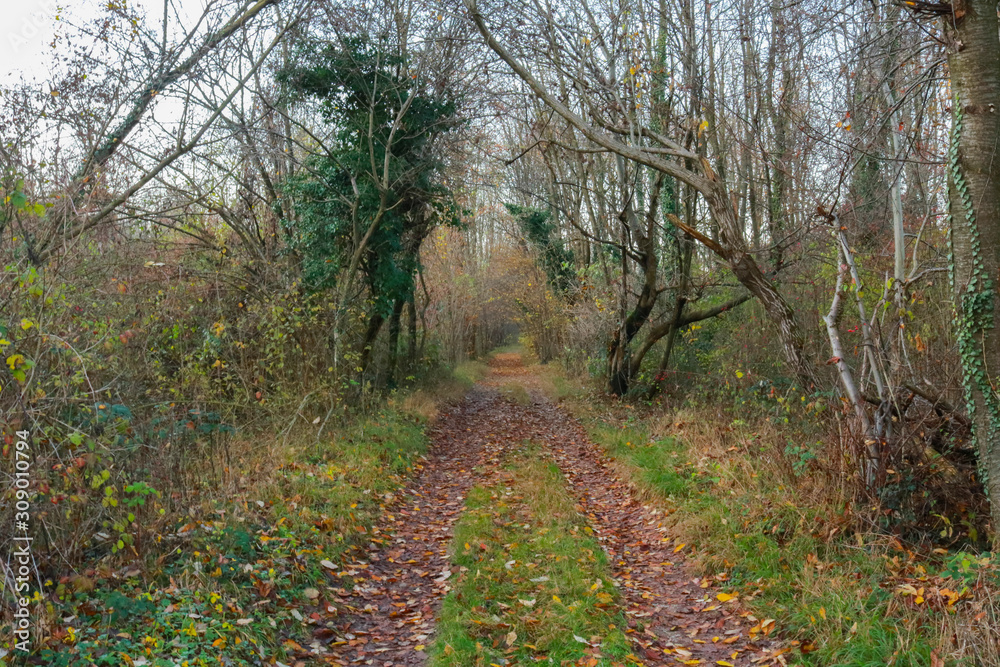 Un sentiero nel bosco e le differenti sfumature di colori in autunno, stagioni e natura Un sentiero nel bosco e le differenti sfumature di colori in autunno, stagioni e natura