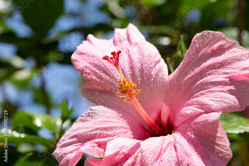 Pink Hibiscus