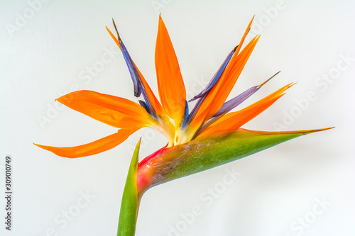 Obraz na plátne Bird of paradise flower (Strelitzia reginae)