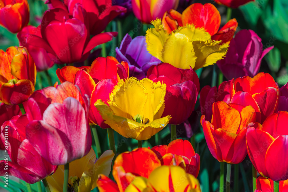 Various colorful tulips during springtime Various colorful tulips during springtime