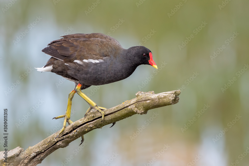 Moorhen Perched Moorhen Perched