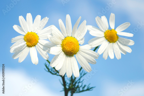 Close up at three bright chamomile on blue sky background with clouds, summer sunny day.