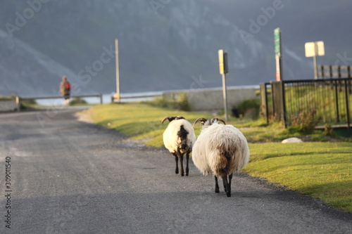 Two sheep head towards the beach on a summer's day on Achill island