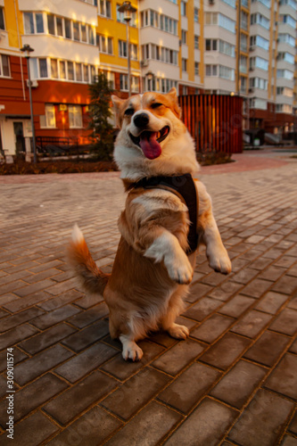 Pembroke Welsh Corgi, Welsh Corgi jumping outdoors, makes a stand on his hind legs, executed command. Lifestyle Purebreed Welsh corgi play outdoor.