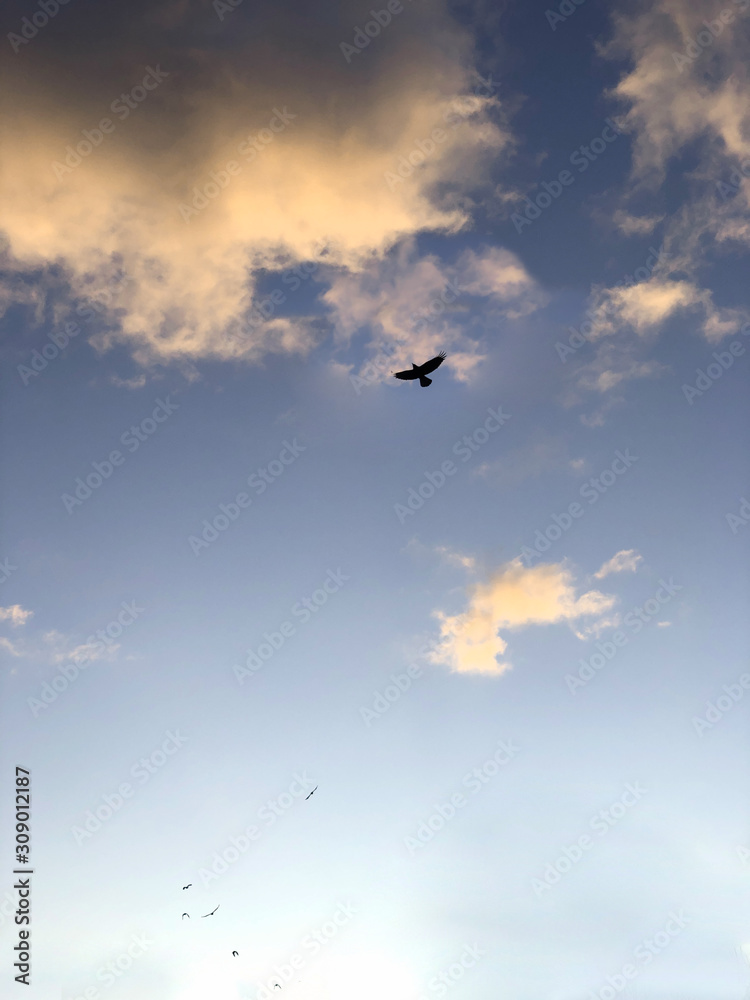 Fototapeta premium a big dark raven flies against the evening sky with white clouds, vertical image
