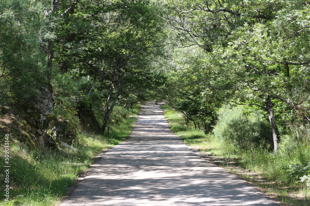 Obraz premium Camino en el bosque