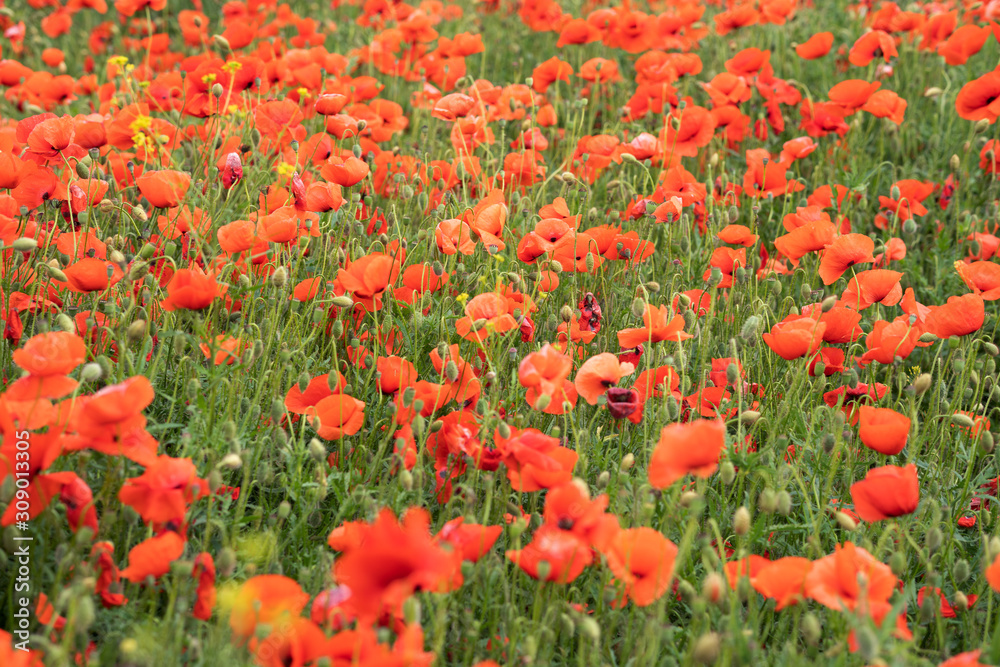 Poppy field. Wild poppy, red poppy. Unusual flowers. Red poppy flowers in the field. Poppy field. Wild poppy, red poppy. Unusual flowers. Red poppy flowers in the field.